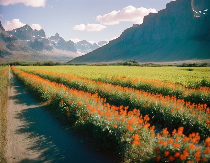 Orange Flower Field with Irrigation Ditch and Mountains Landscape