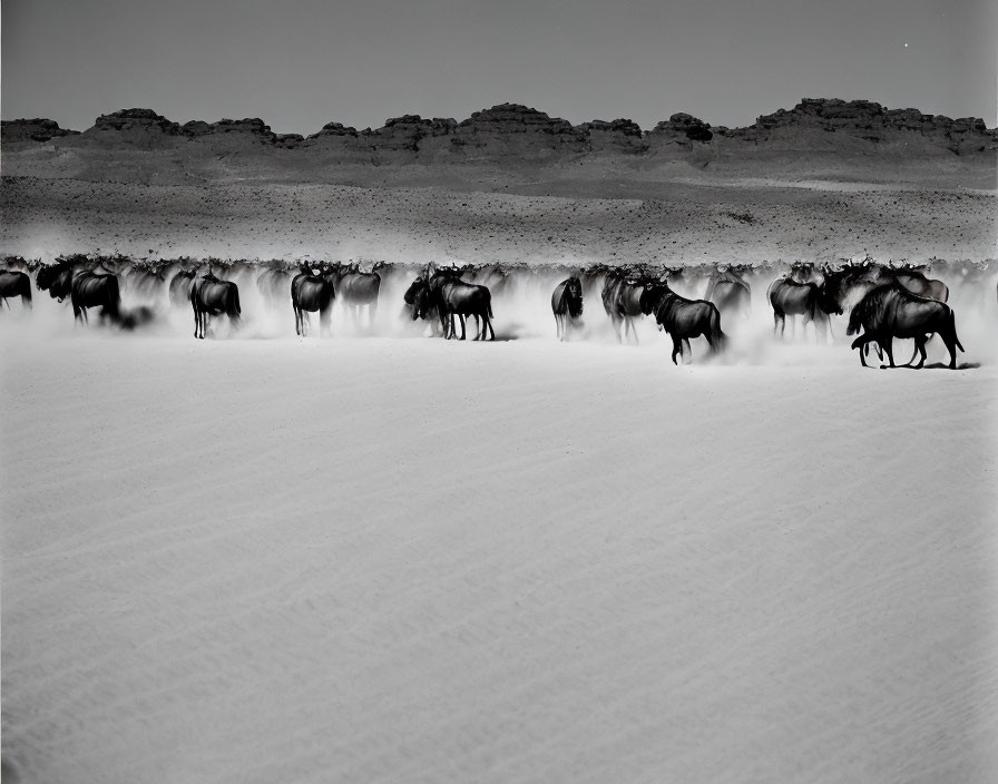 Monochrome photo: Wildebeest herd migrating in stark desert landscape