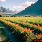 Orange Flower Field with Irrigation Ditch and Mountains Landscape