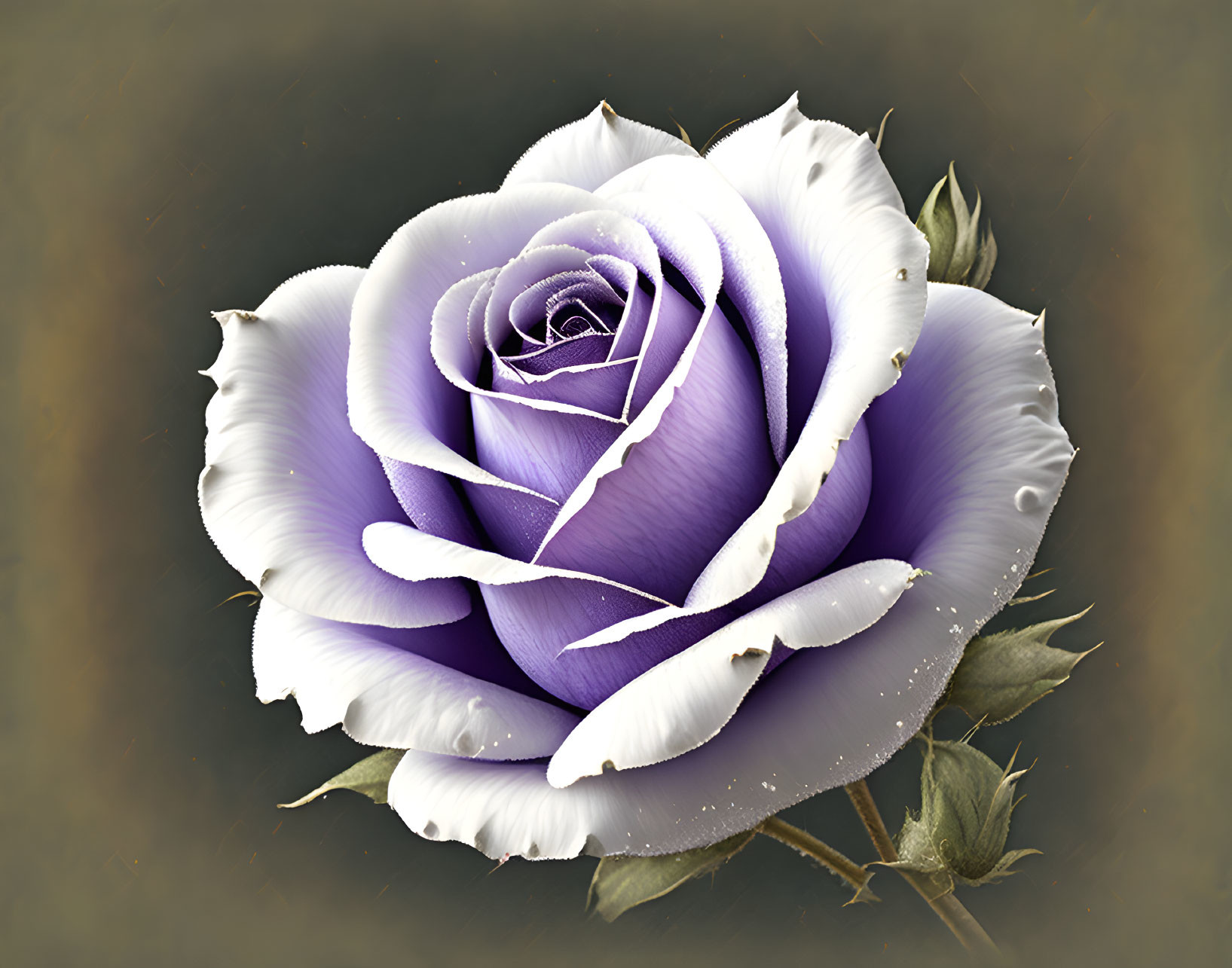 Purple and White Rose in Digital Art with Detailed Petals on Dark Background