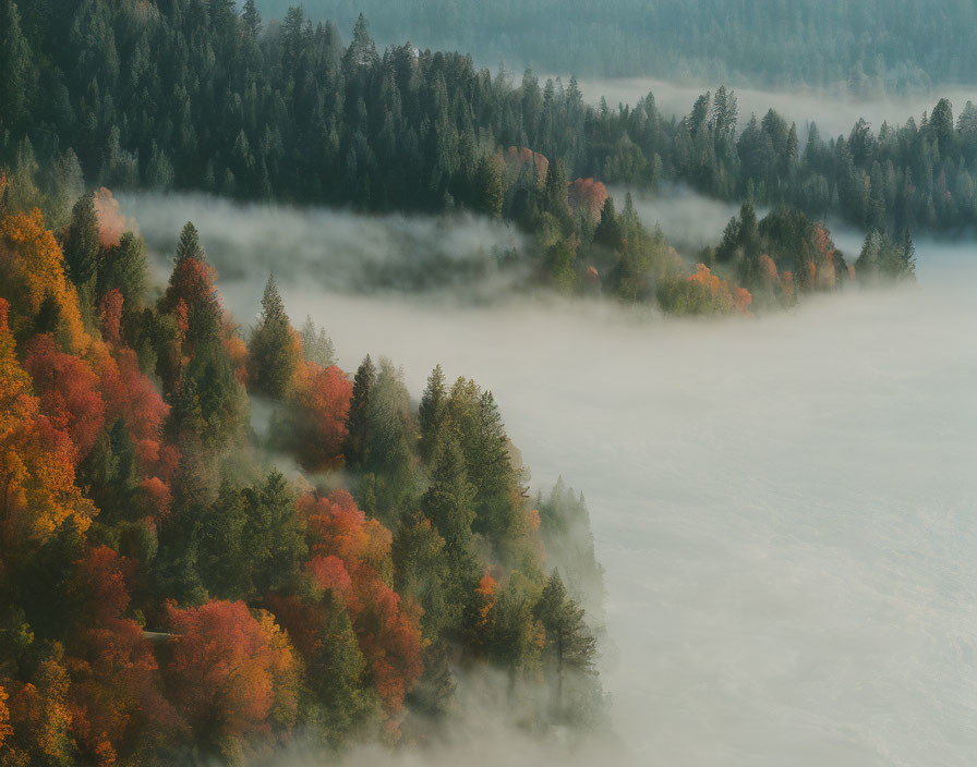 Autumn forest scene with misty fog and colorful trees