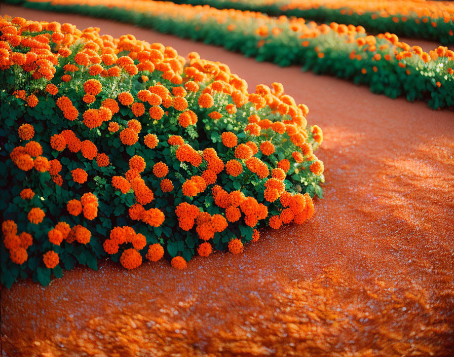 Bright Orange Marigold Flowers in Sunlight with Earthy Pathway