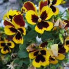 Yellow and Brown Pansy Flowers with Green Leaves on Pebbled Background