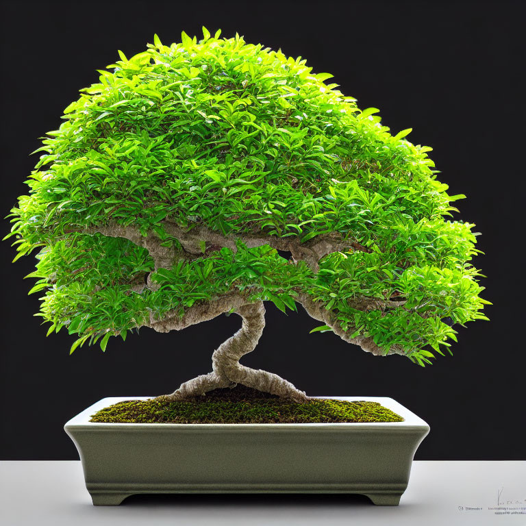 Twisted trunk bonsai tree with dense green canopy in shallow pot