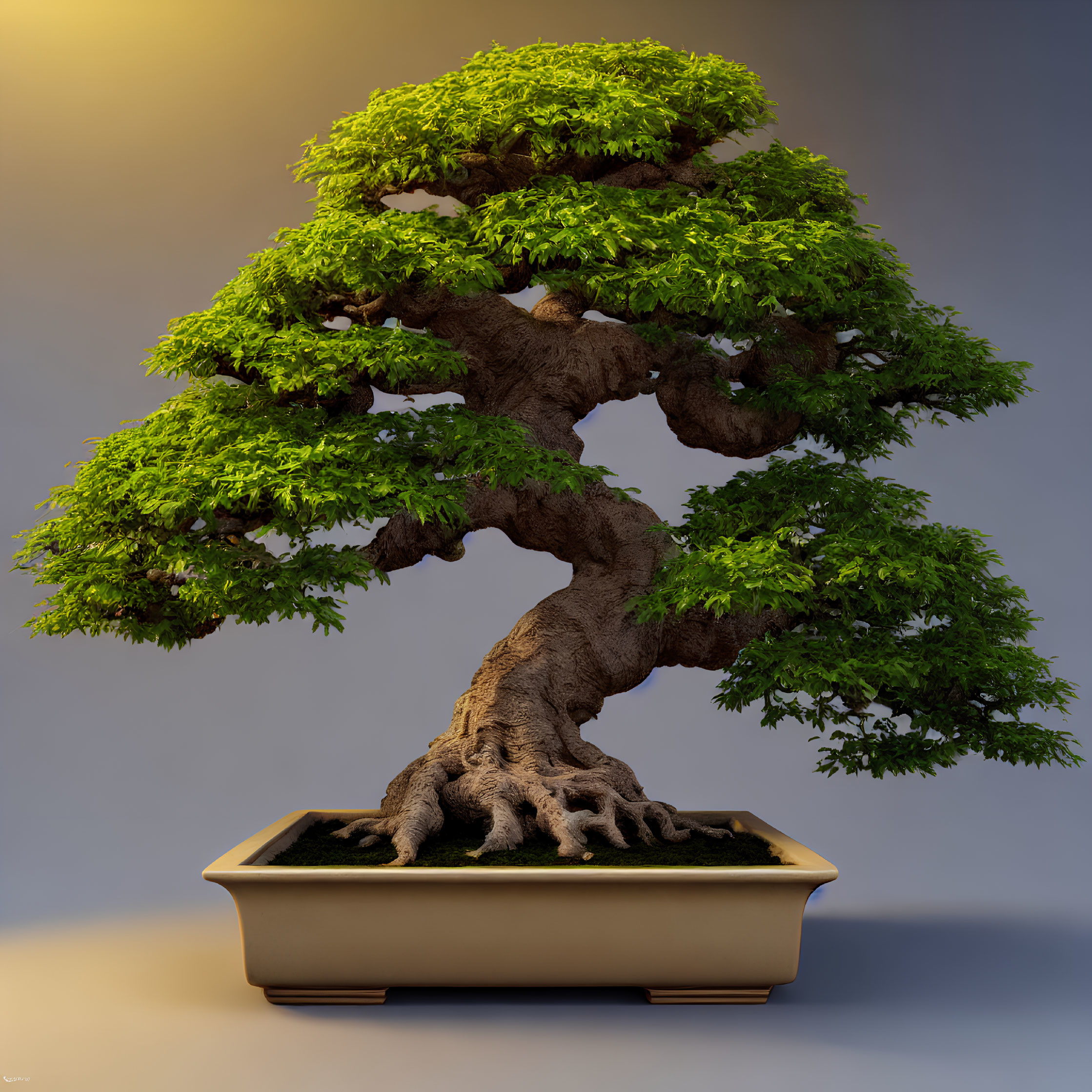 Lush green bonsai tree in rectangular pot against gradient background