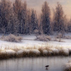 Snow-covered trees reflecting in calm water at sunrise