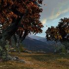 Ancient trees on misty forest path