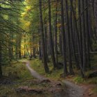 Ancient forest path with gnarled trees and dappled light.