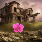 Vibrant pink flower in foreground of desolate scene with dilapidated house.