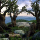 Twisted ancient trees on mystical forest pathway