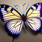 Colorful Butterfly with Yellow to Purple Gradient Wings and White Spots