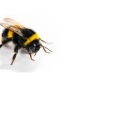 Detailed Realistic Illustration of Large Bee with Two Smaller Bees on White Background