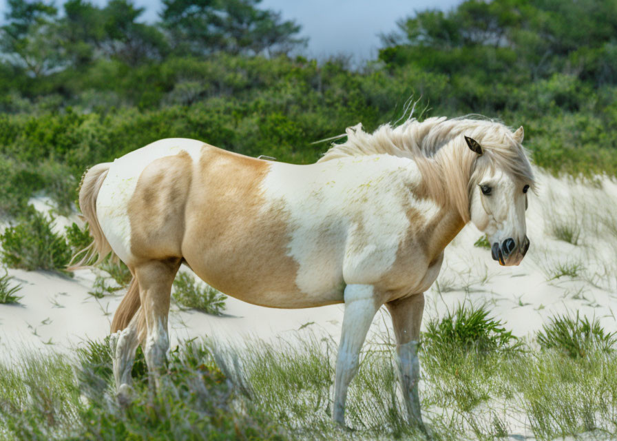 Palomino paint horse with flowing mane in coastal sandy area