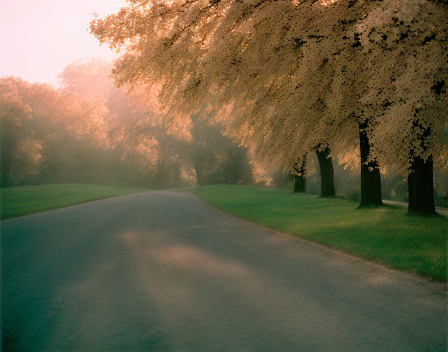 Tranquil Curved Road with Green Grass and Blooming Trees