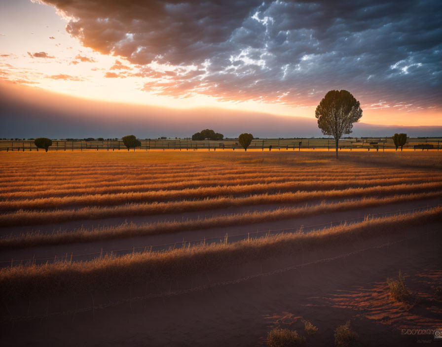 Tranquil farmland at sunset with neat rows of crops.