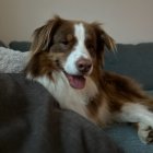 Brown and White Dog with Floppy Ears Lying on Gray Surface