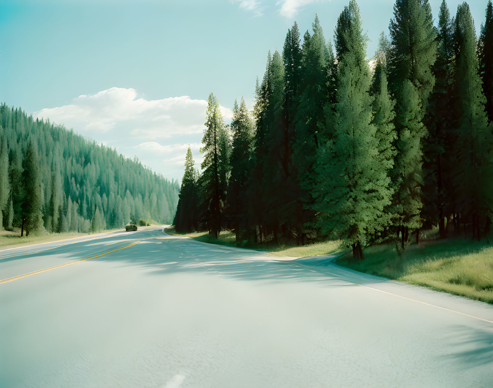 Tranquil Road with Evergreen Trees and Shadows