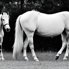 White horse with flowing mane and tail on dark background