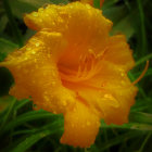 Vivid Yellow Dahlia with Water Droplets on Petals