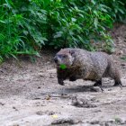 Large Rodent Crossing Dirt Path Amid Green Vegetation