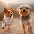 Two dogs with tongues out, one white and brown, the other golden, wearing collars with tags