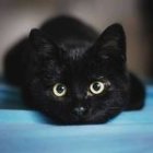 Striking amber-eyed black cat lying on blue surface