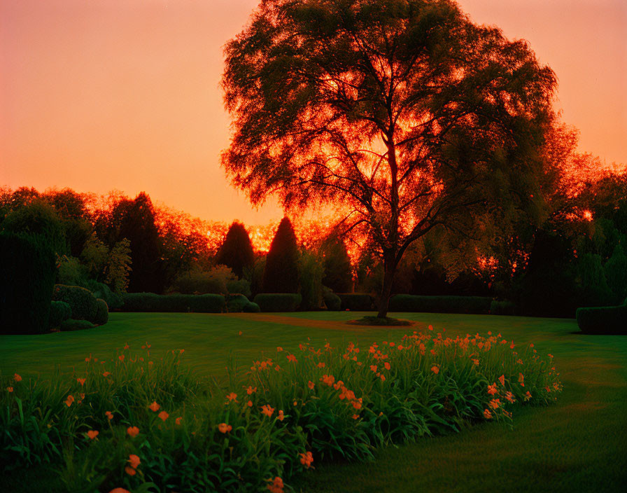 Silhouetted tree against fiery sunset with flowers and manicured hedges