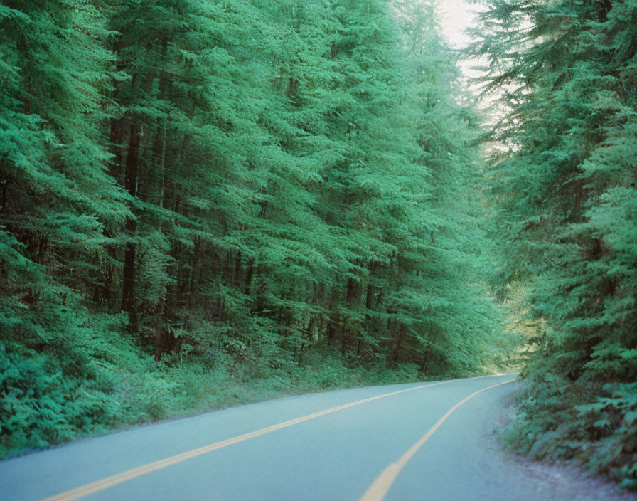 Scenic image of winding road through dense green pine forest