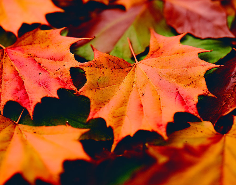 Vibrant Autumn Leaves in Orange and Red Shades