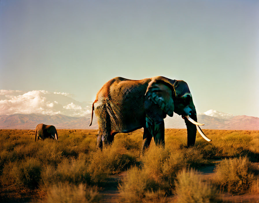 Elephant with Tusks and Calf in Sunlit Savanna