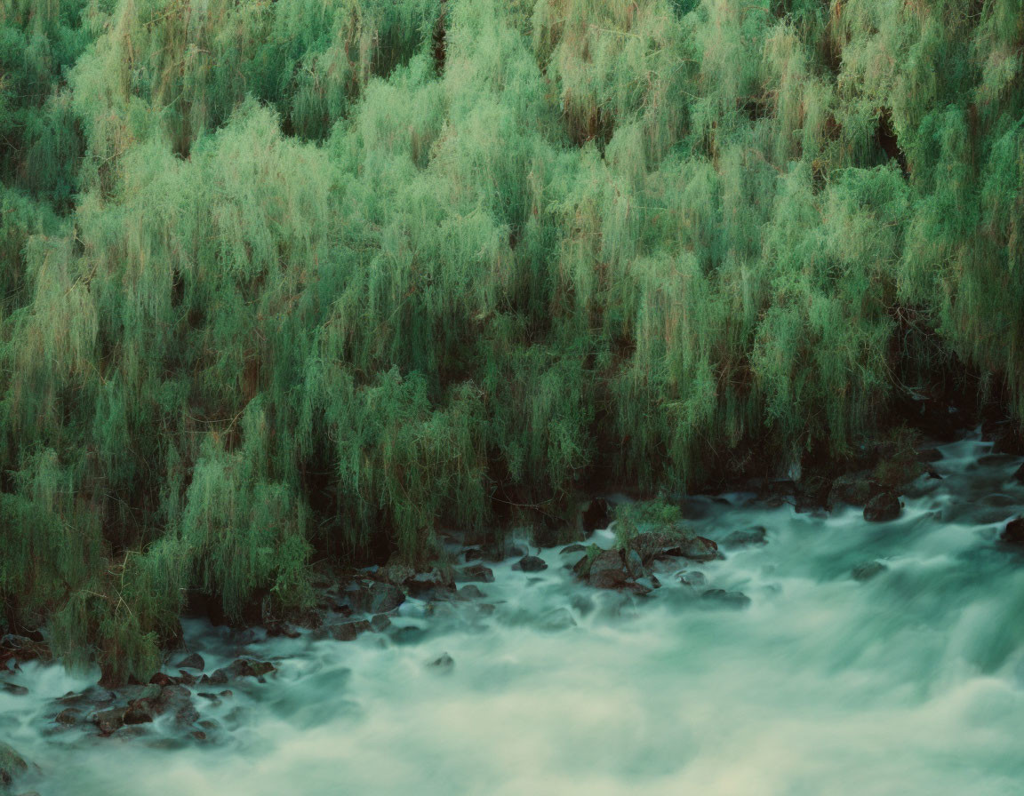 Tranquil scene: Verdant willow branches over misty river