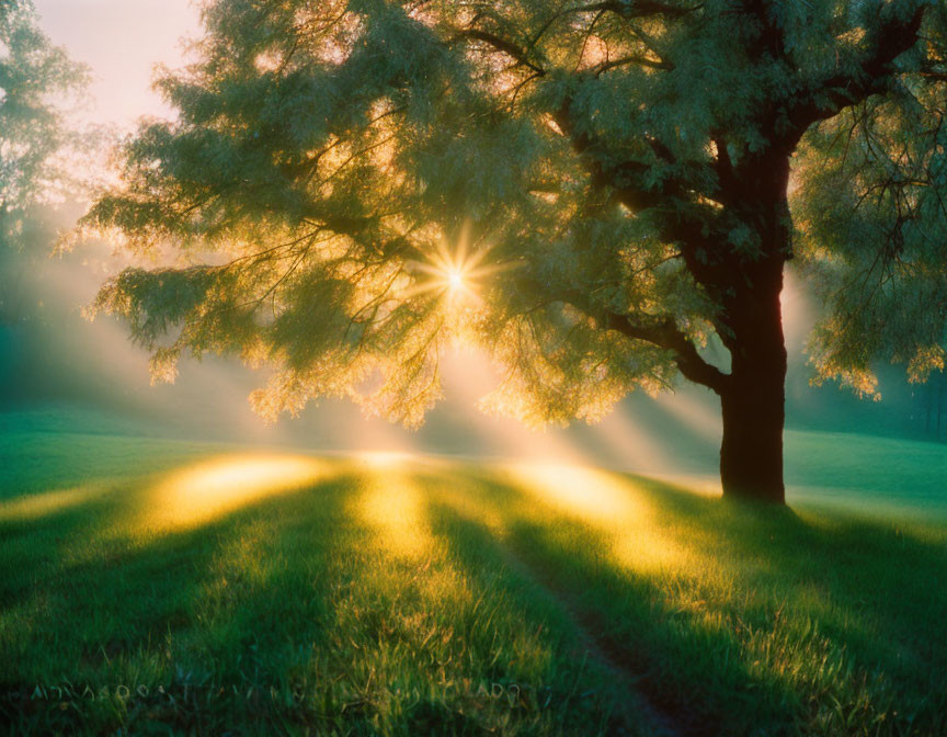 Sunlit tree casting shadows on grassy field at sunrise or sunset