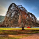 Majestic weeping willow tree in front of white house