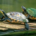 Colorful Frogs with Orange Feet on Rock in Greenery