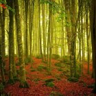 Tranquil autumn forest scene with tall trees, orange leaves, and moss-covered rocks