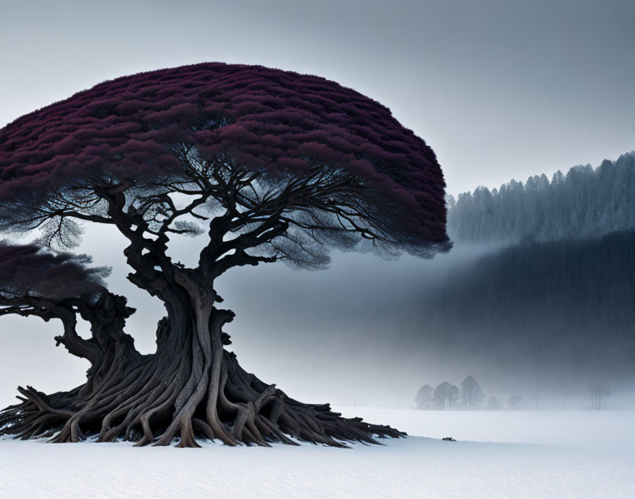 Majestic solitary tree with thick trunk and purple canopy in snowy landscape.