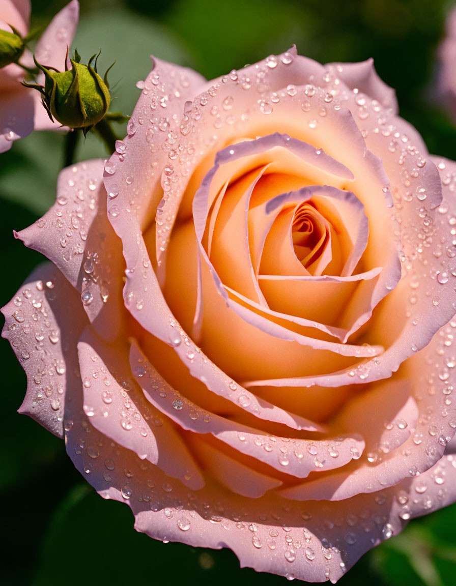 Peach-Colored Rose with Dewdrops on Petals and Blurred Green Background