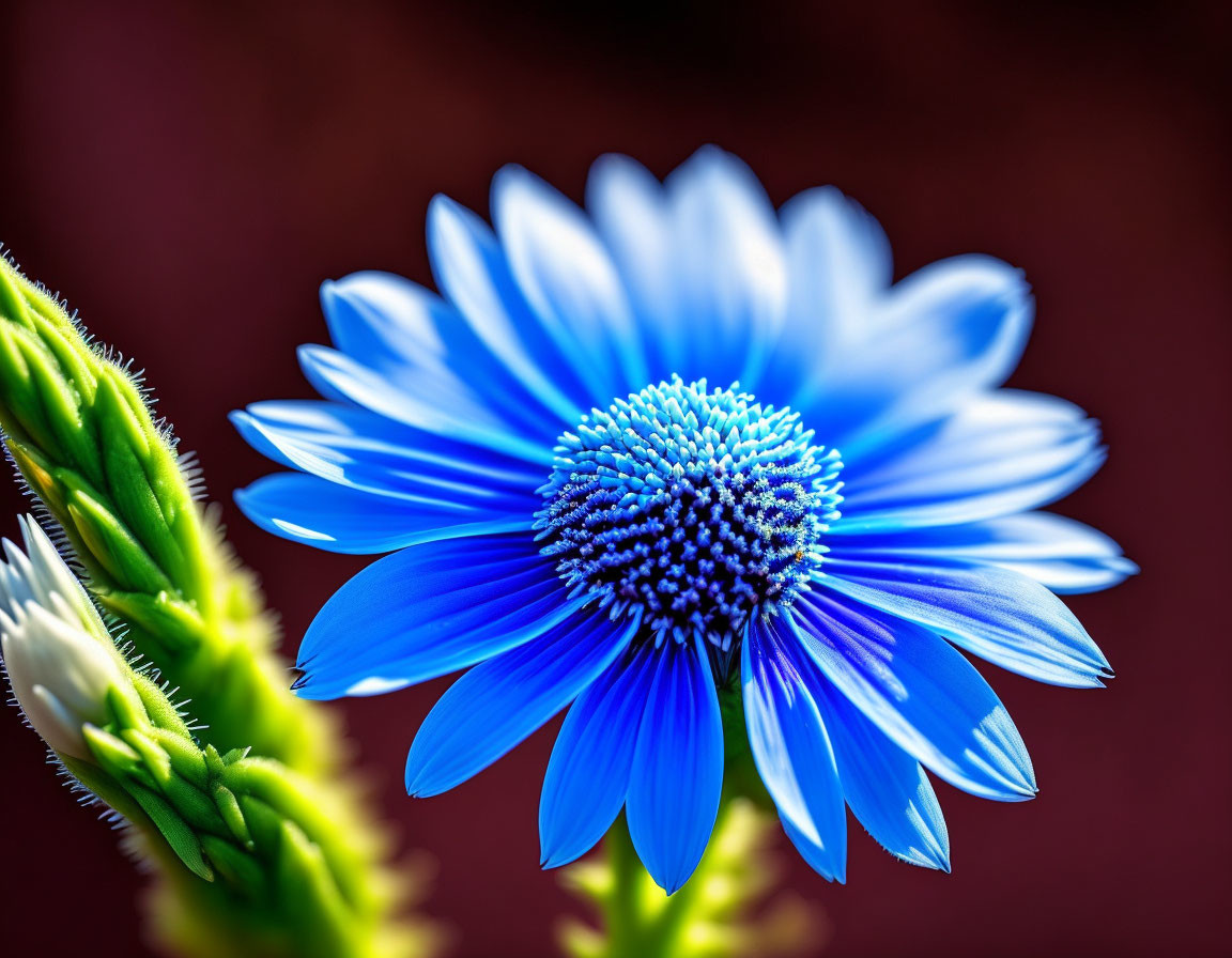 Detailed Blue Flower with Soft-focus Background and Green Buds