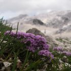 Blurred painting of purple flowers and rolling hills