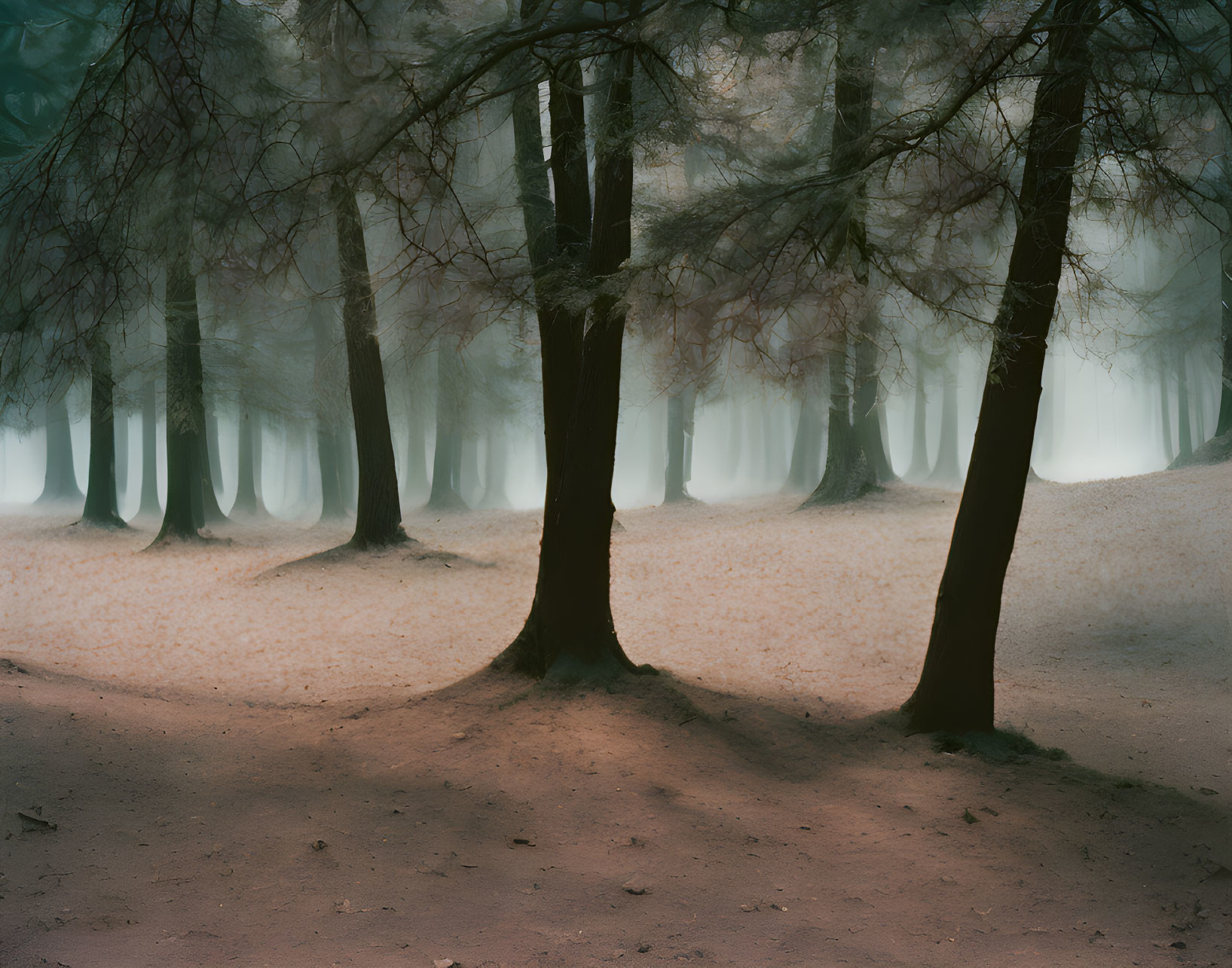 Serene forest scene with mist and fallen leaves