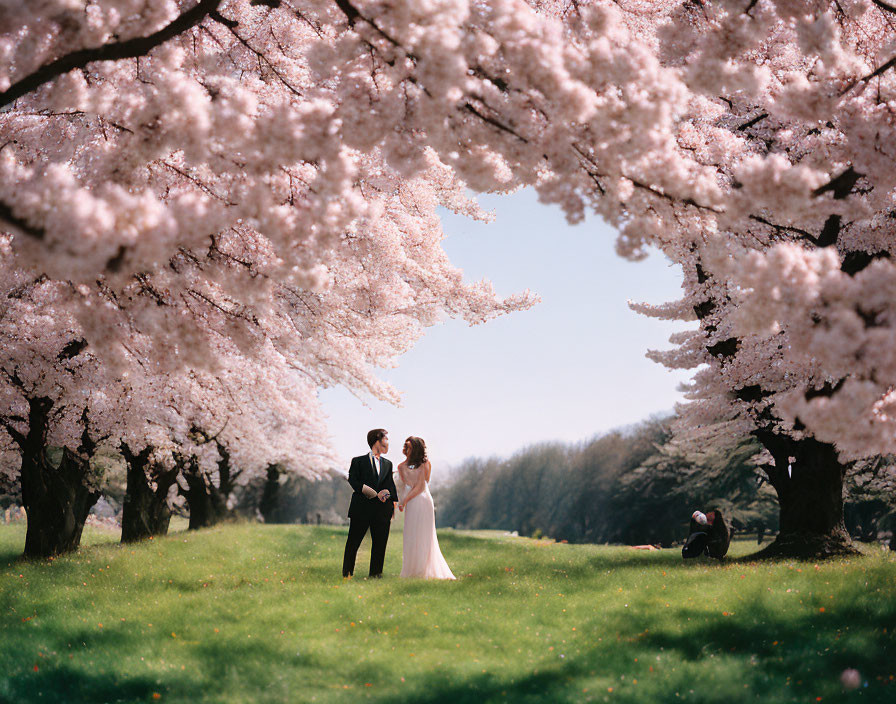 Couple under blooming cherry blossoms in sunny park captured by photographer