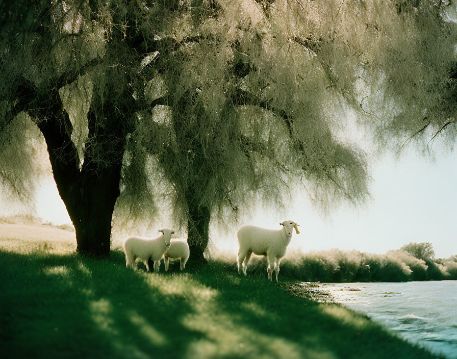 Sheep by river under weeping willow trees in serene scene