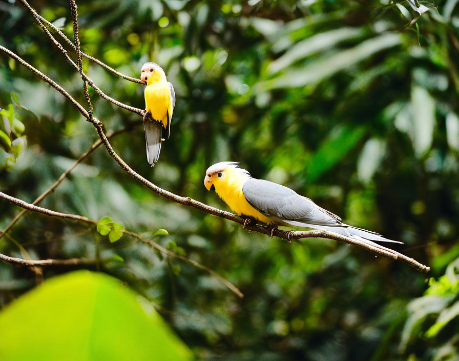 Yellow-headed cockatiels on thin branch with lush green foliage