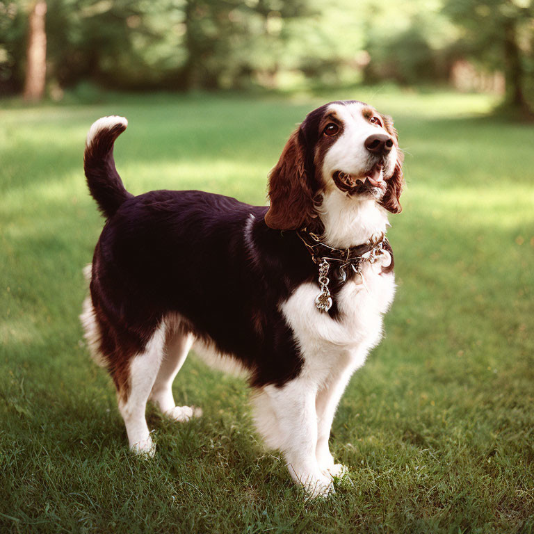 Tricolor Springer Spaniel Dog Standing on Grass