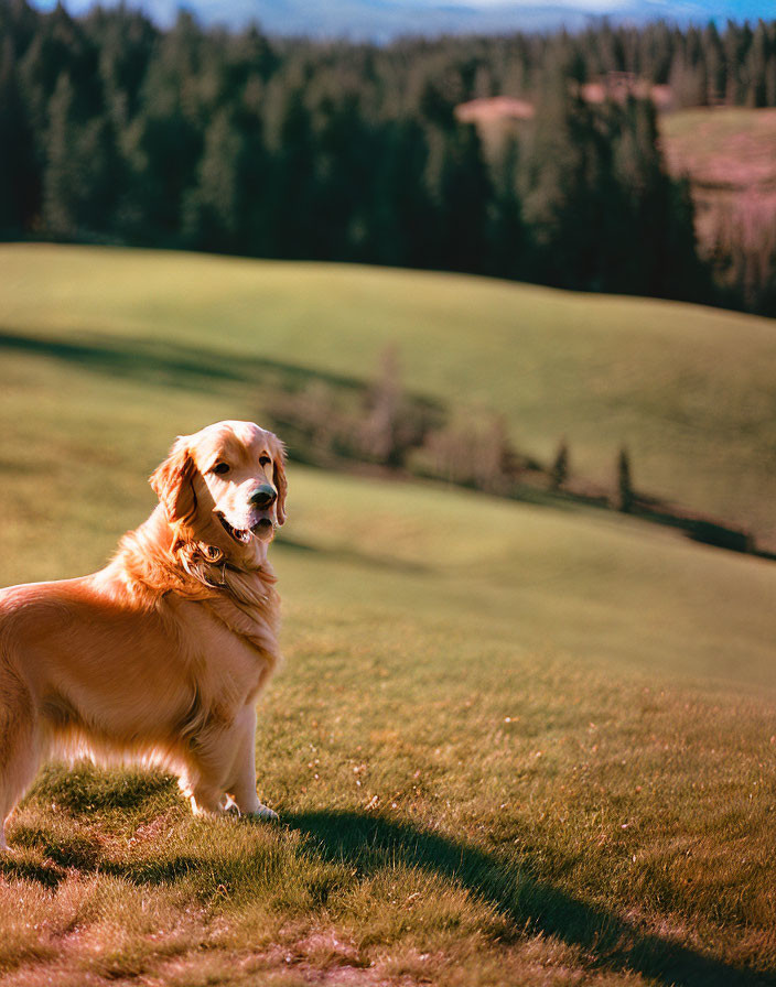 Golden Retriever on Grass Hill with Rolling Hills and Trees in Background