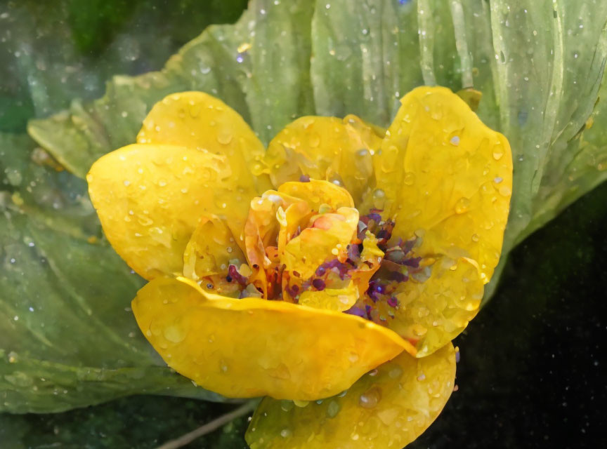 Bright yellow flower with water droplets among green leaves