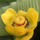 Bright yellow flower with water droplets among green leaves