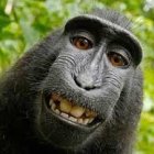 Chimpanzee face close-up with eyes and toothy grin on green background