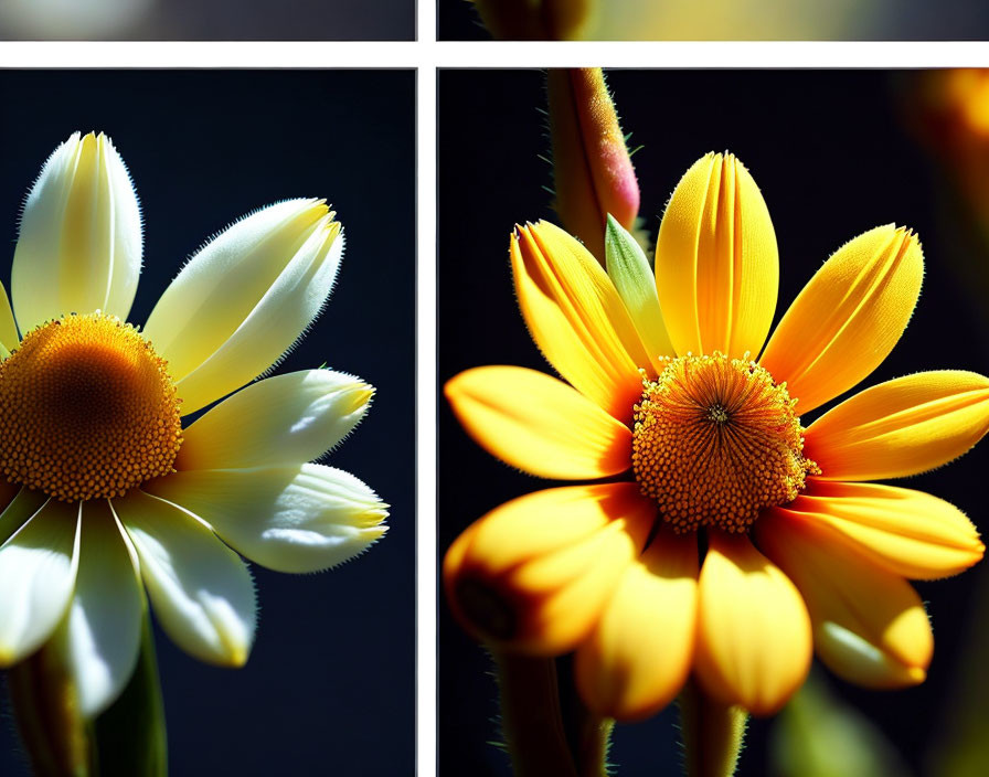 Vibrant Yellow Flowers Quadriptych on Dark Background