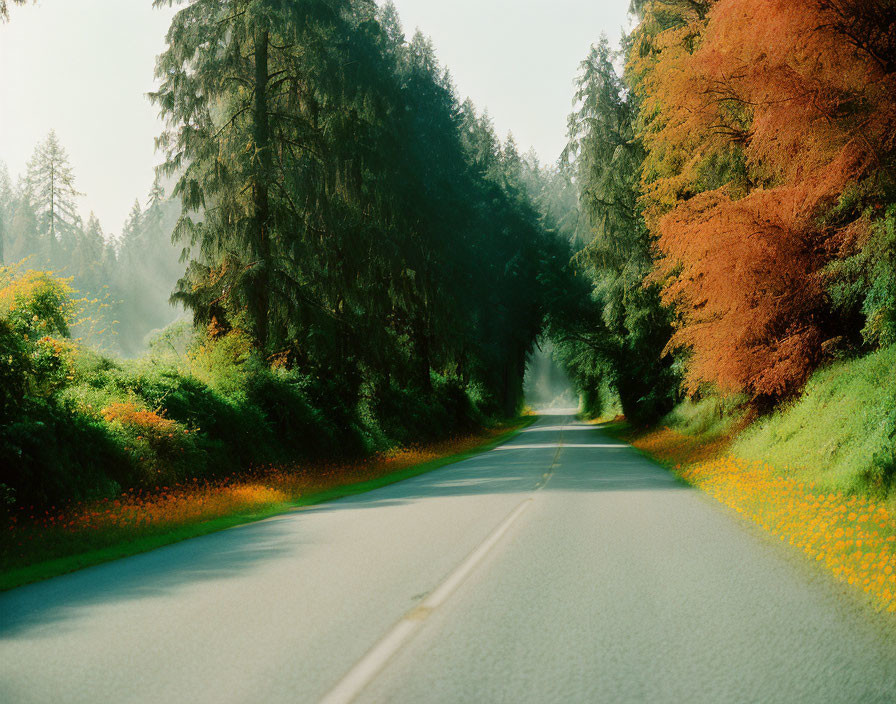 Curving road through forest with green and autumn trees under hazy sky